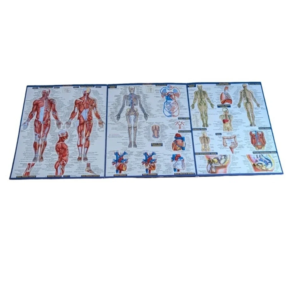 Quick Study Anatomy Laminated Tri-fold Study Guide, Anatomy reference